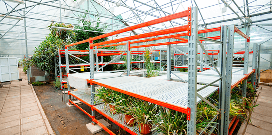 Orange widespan racks holding various plants in a large greenhouse